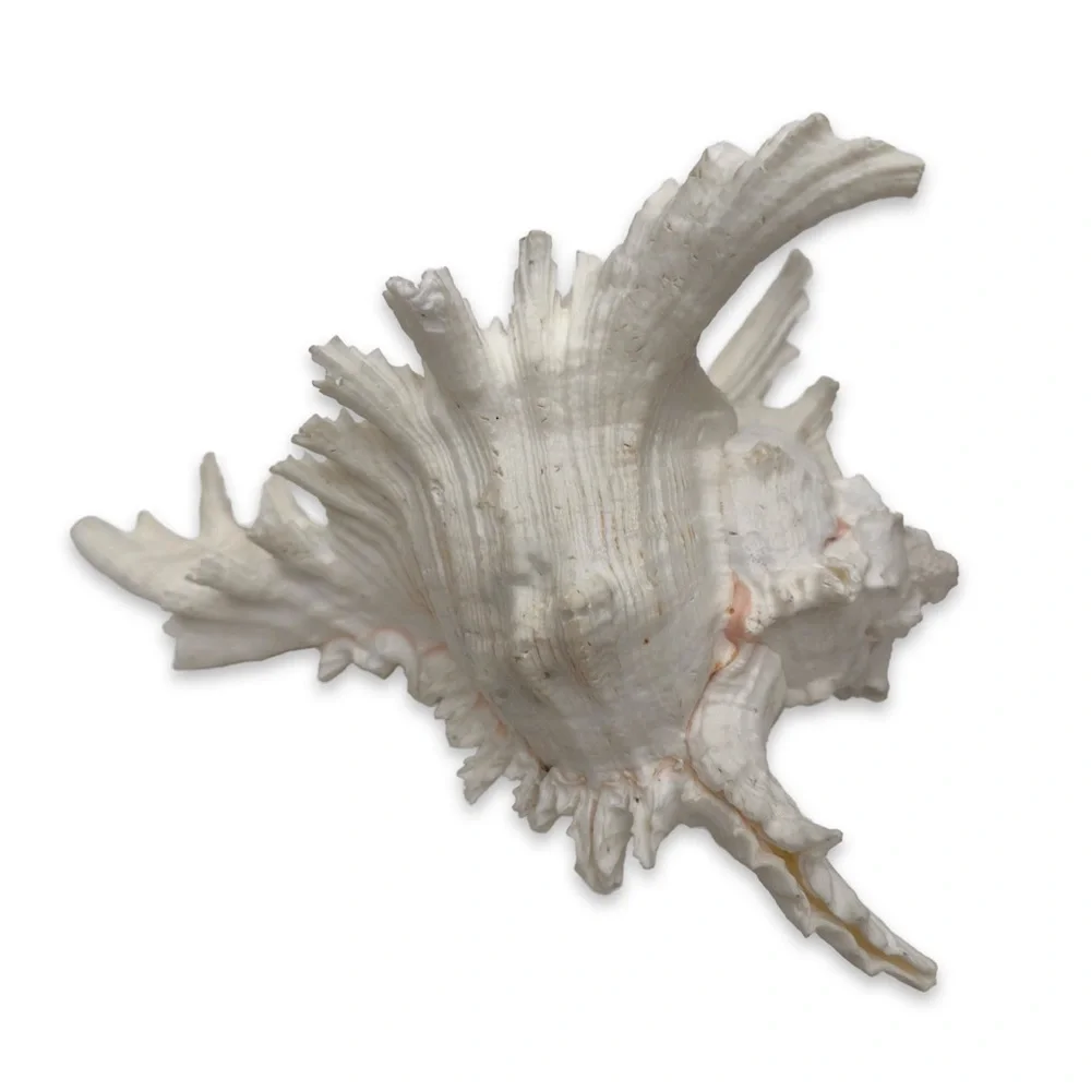 Conch Shell - Picture 4 of 5